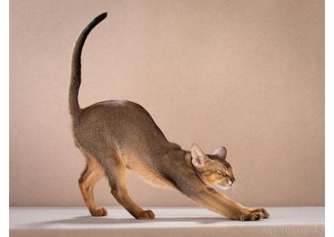 Абиссинские клубные котята раннее бронирование